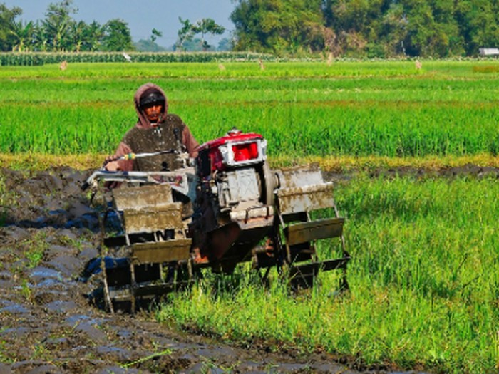 Detail Gambar Tentang Pertanian Nomer 14