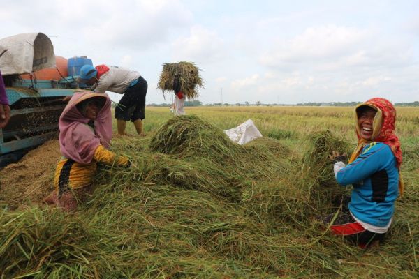 Detail Gambar Tentang Pertanian Nomer 26