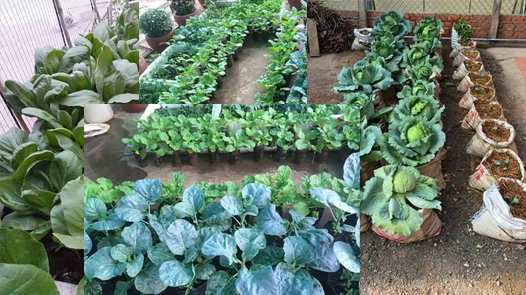 Detail Gambar Tentang Pertanian Gambar Tentang Bertanam Sayur Dalam Pot Nomer 32