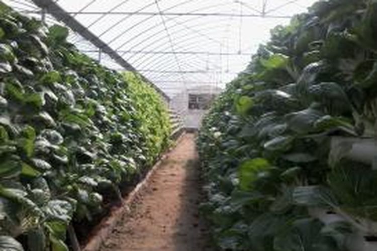 Detail Gambar Tentang Pertanian Gambar Tentang Bertanam Sayur Dalam Pot Nomer 44
