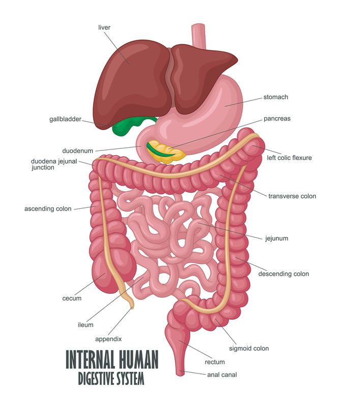 Detail Gambar Tentang Sistem Pencernaan Nomer 14