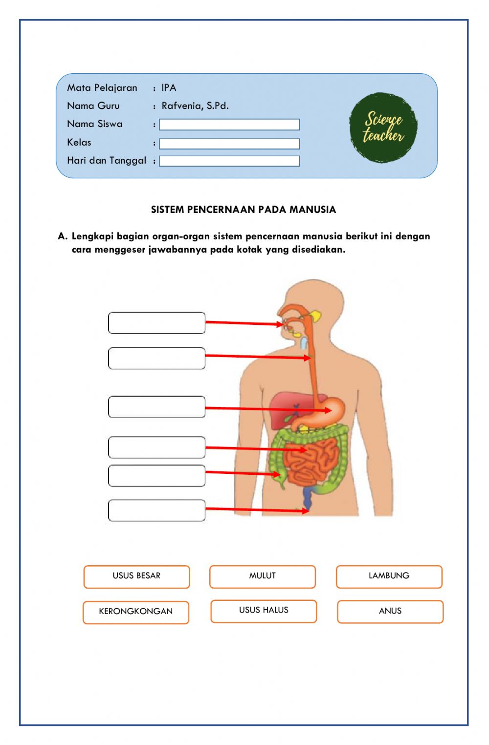 Detail Gambar Tentang Sistem Pencernaan Nomer 22