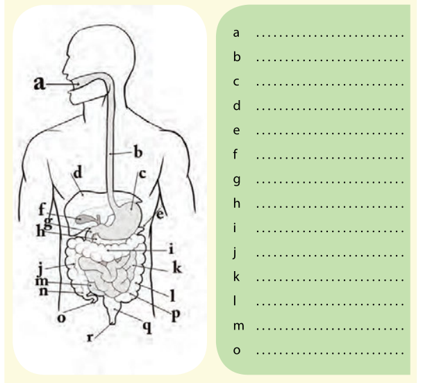 Detail Gambar Tentang Sistem Pencernaan Nomer 50