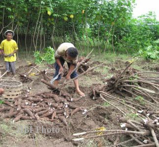 Detail Gambar Tepung Singkong Siap Digunakan Nomer 49