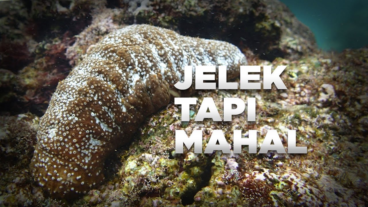 Detail Gambar Teripang Laut Nomer 21