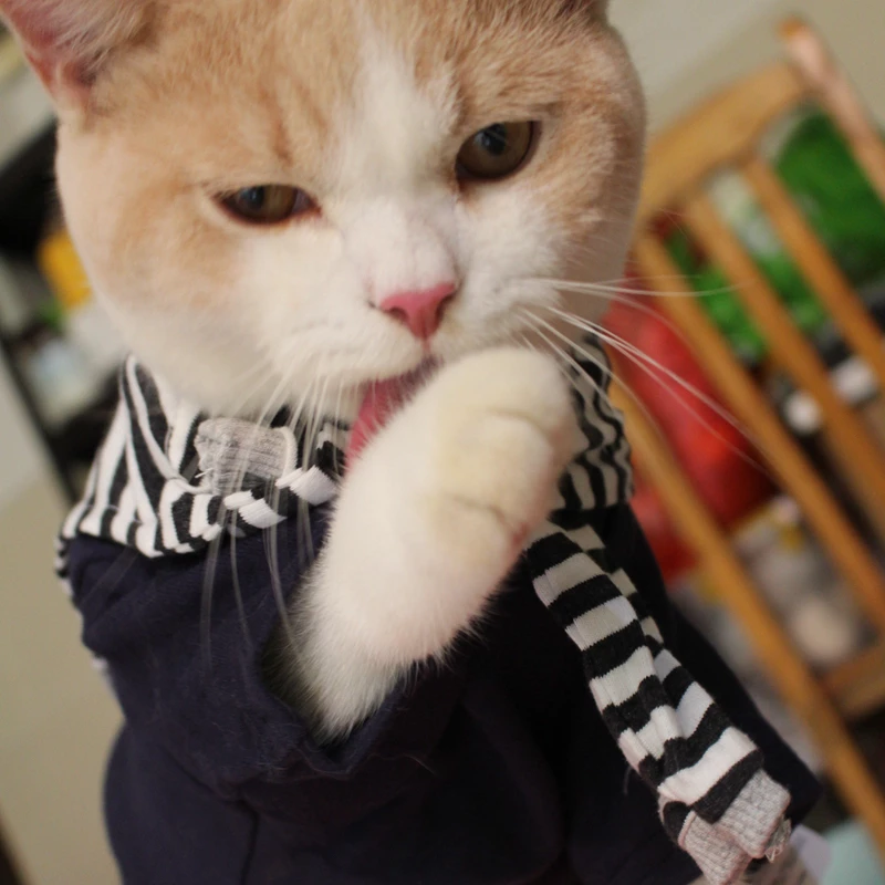 Detail Desain Baju Kucing Nomer 39