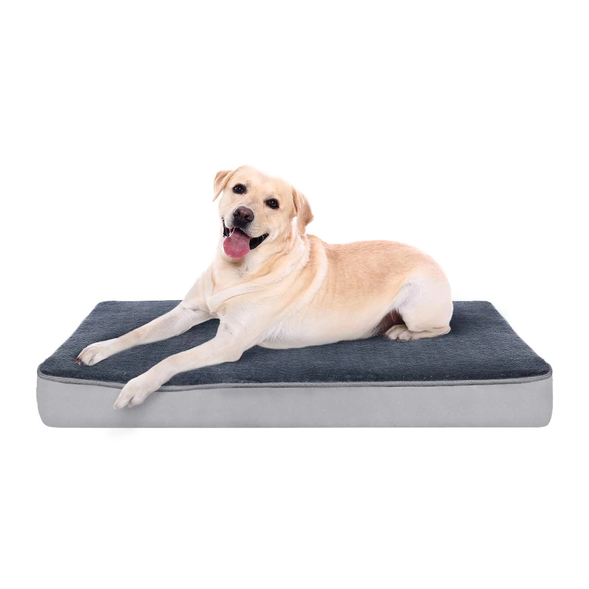 Detail Flauschig Mini Hunde Nomer 6