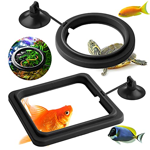Goldfisch Im Glas Ohne Pumpe Goldfisch Im Glas Ohne Pumpe