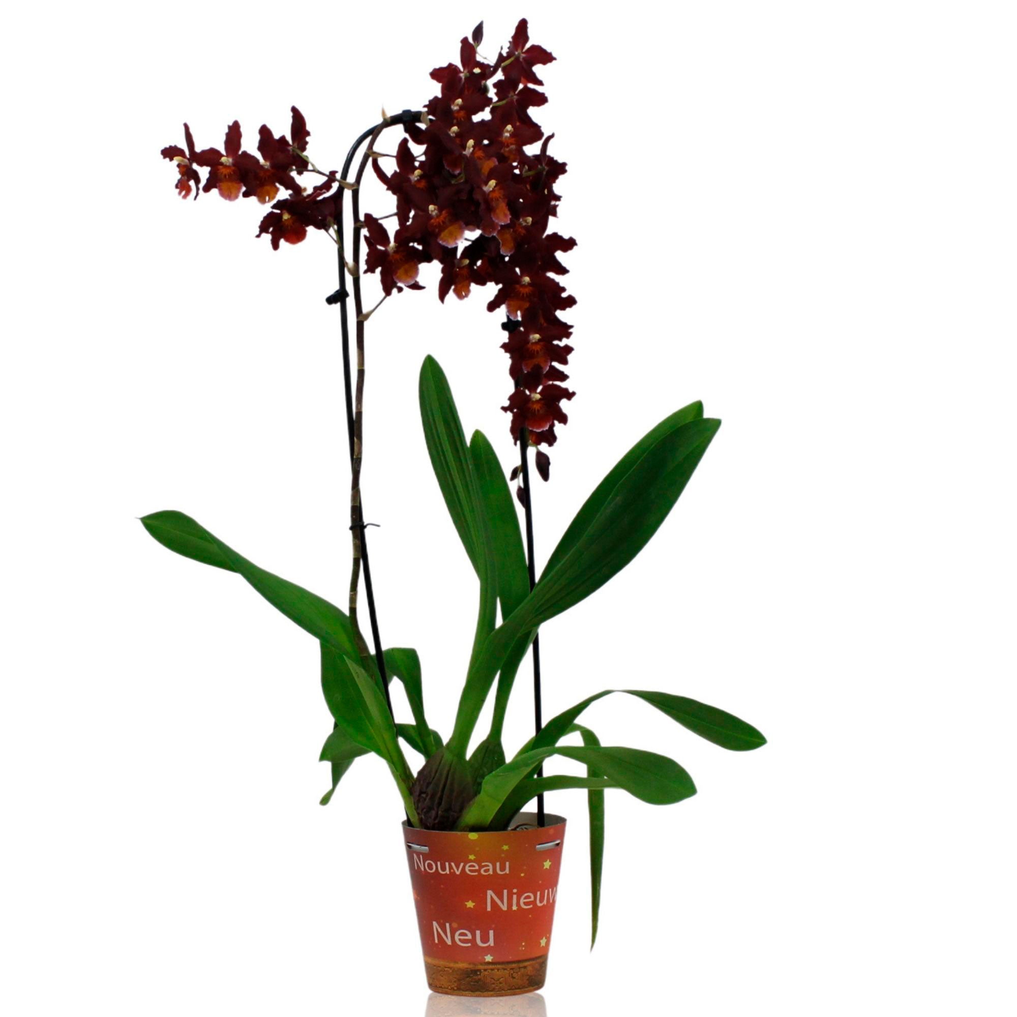 Detail Inca Orchidee Pflege Nomer 14