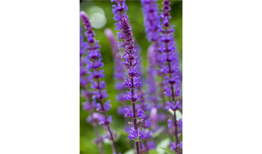 Salbei Garten - KibrisPDR