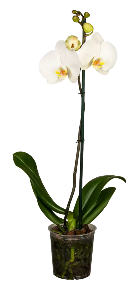 Detail Wilde Orchideen Bilder Nomer 16