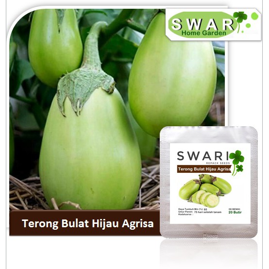 Detail Gambar Terong Hijau Nomer 28