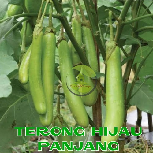 Detail Gambar Terong Hijau Nomer 34