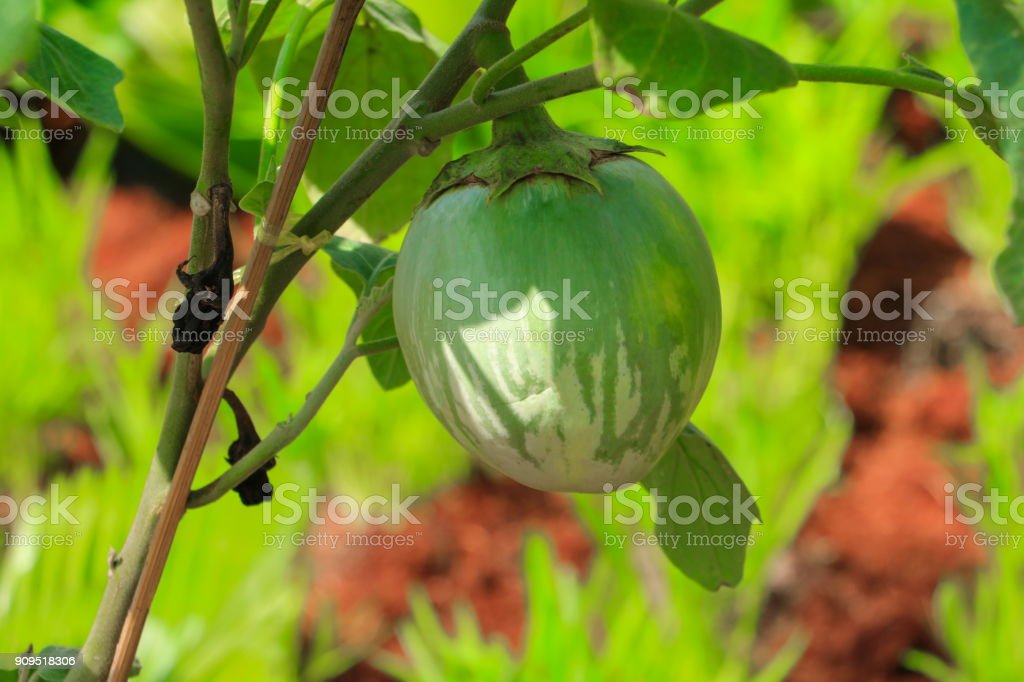 Detail Gambar Terong Hijau Nomer 35