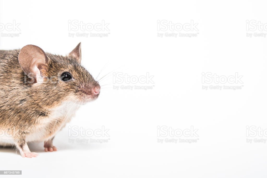 Detail Gambar Tikus Background Putih Nomer 21