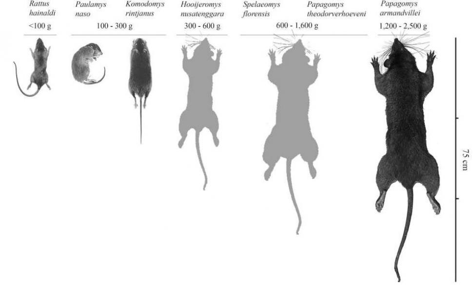 Detail Gambar Tikus Besar Nomer 32