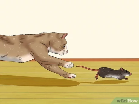 Detail Gambar Tikus Dan Kucing Nomer 18