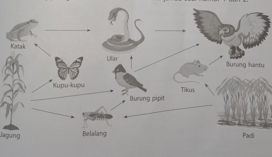 Detail Gambar Tikus Kartun Gambar Jaring Jaring Makanan Nomer 19