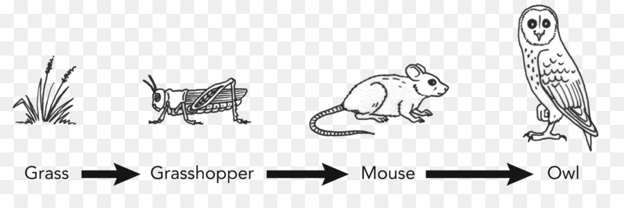 Detail Gambar Tikus Kartun Gambar Jaring Jaring Makanan Nomer 40