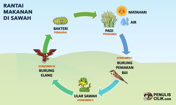 Detail Gambar Tikus Kartun Gambar Jaring Jaring Makanan Nomer 51