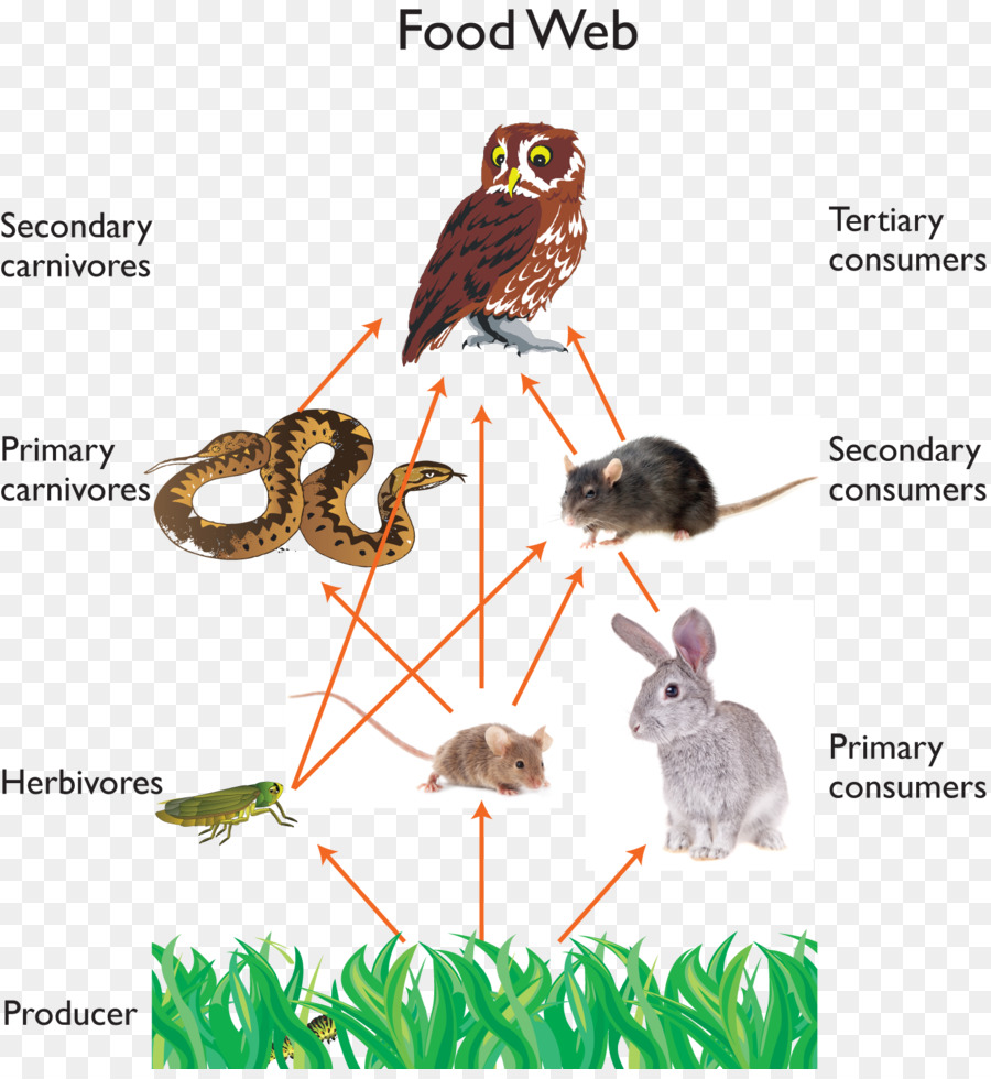 Detail Gambar Tikus Kartun Gambar Jaring Jaring Makanan Nomer 52