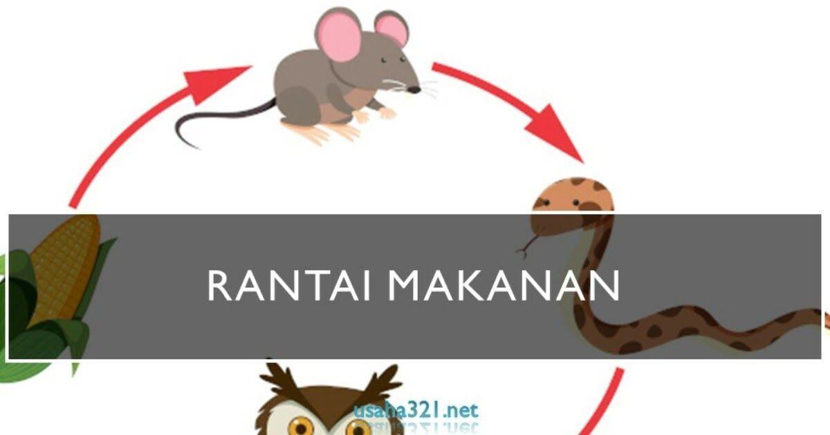 Detail Gambar Tikus Kartun Gambar Jaring Jaring Makanan Nomer 7