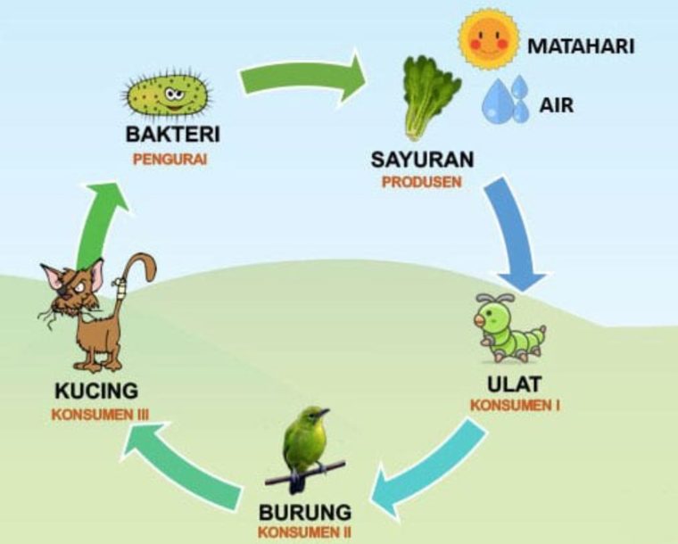 Detail Gambar Tikus Kartun Gambar Rantai Makan Nomer 16