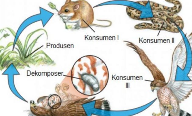 Detail Gambar Tikus Kartun Gambar Rantai Makan Nomer 22