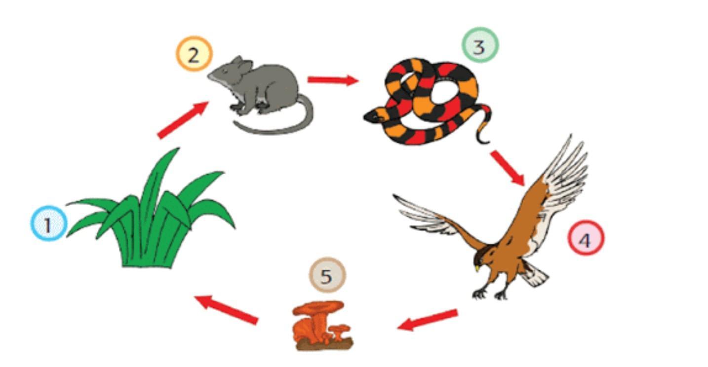 Detail Gambar Tikus Kartun Gambar Rantai Makan Nomer 3