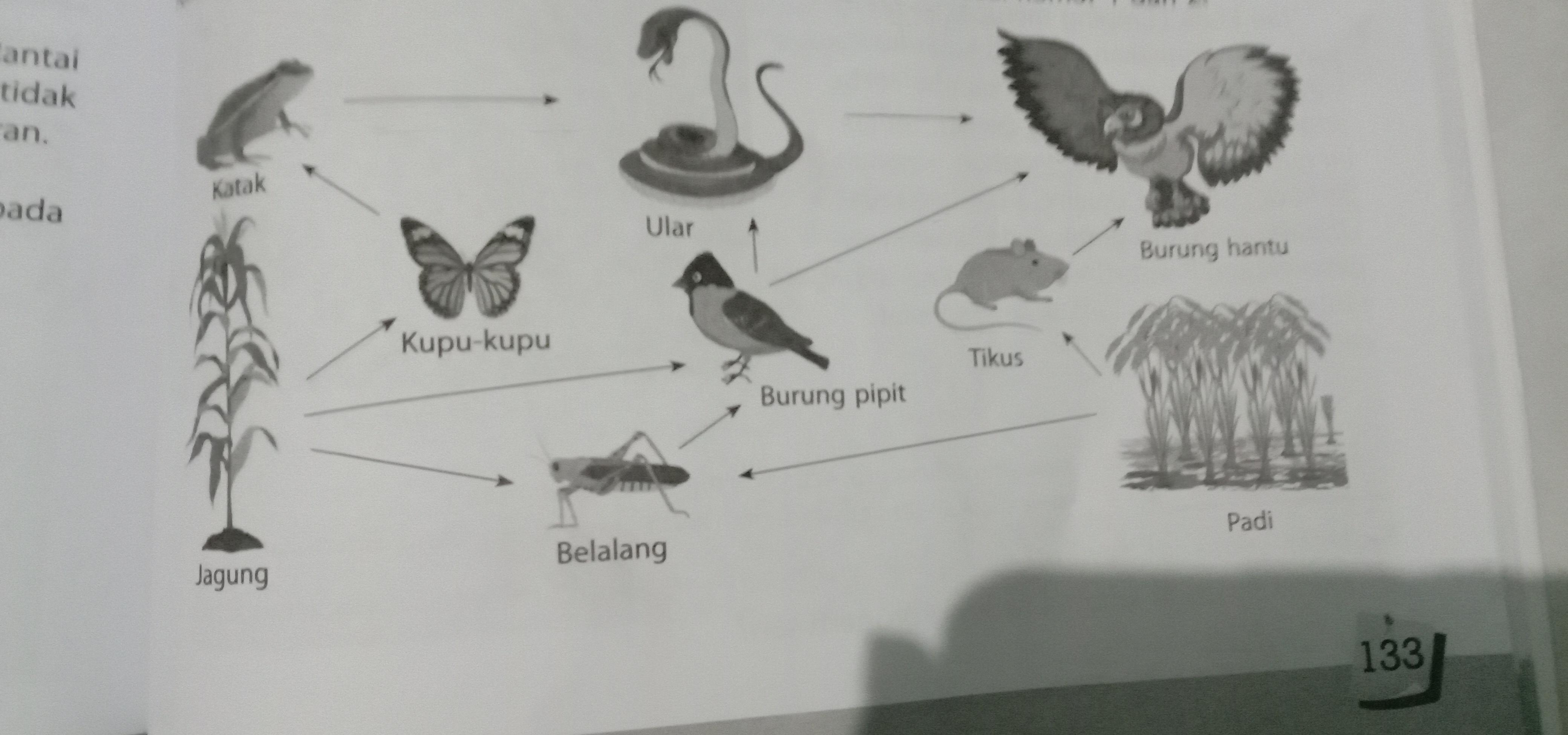 Detail Gambar Tikus Kartun Gambar Rantai Makan Nomer 30