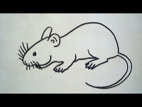 Detail Gambar Tikus Kartun Gambar Rantai Makan Nomer 37