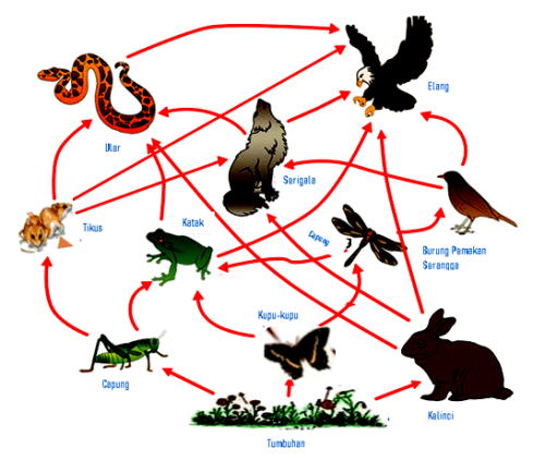 Detail Gambar Tikus Kartun Jaring Jaring Makanan Nomer 11