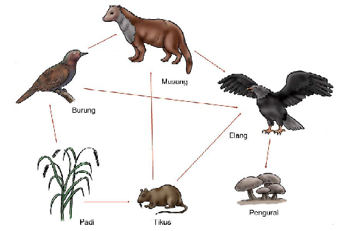 Detail Gambar Tikus Kartun Jaring Jaring Makanan Nomer 31