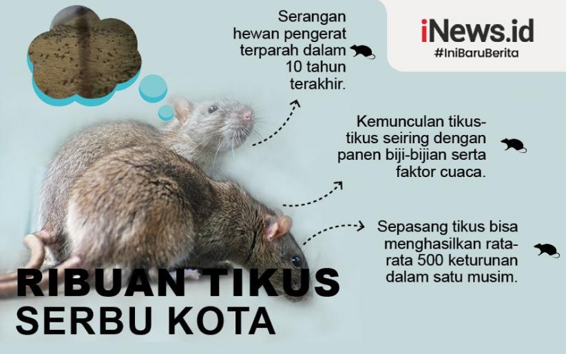 Detail Gambar Tikus Kota Dan Tikus Desa Tidur Nomer 26