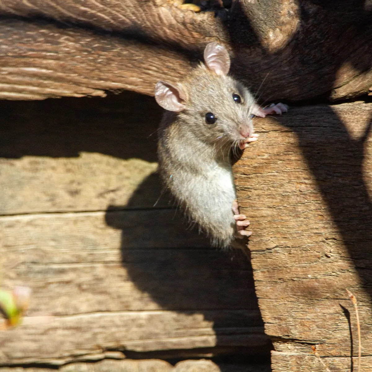 Detail Gambar Tikus Makan Uang Nomer 46