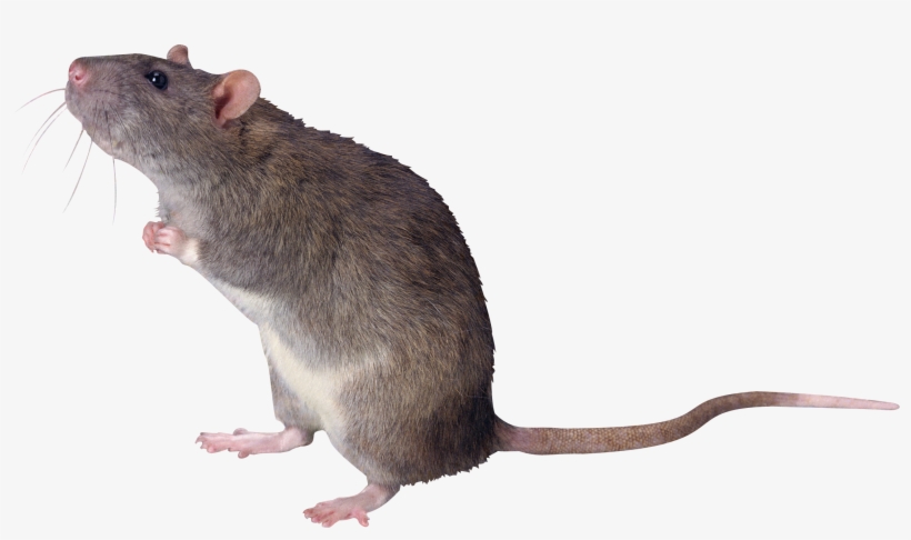 Detail Gambar Tikus Png Nomer 2