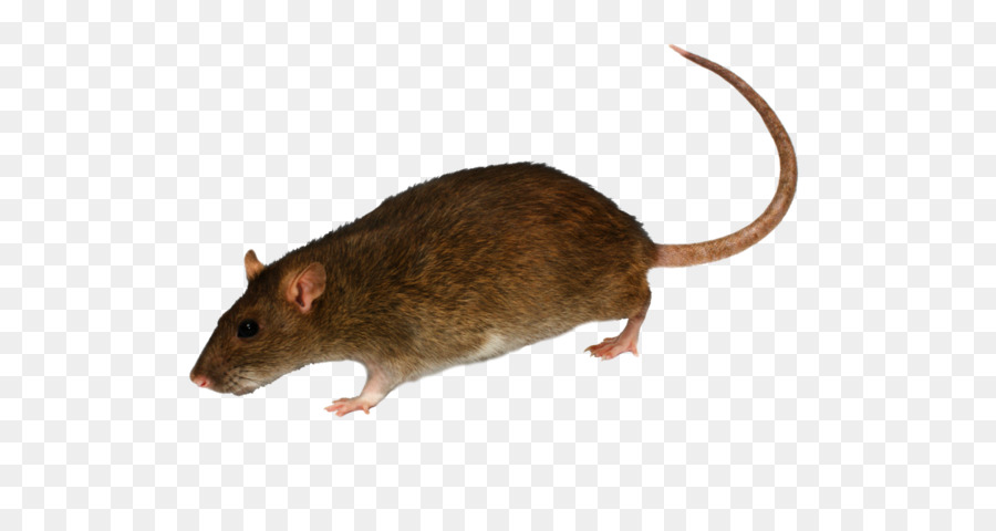 Detail Gambar Tikus Png Nomer 11