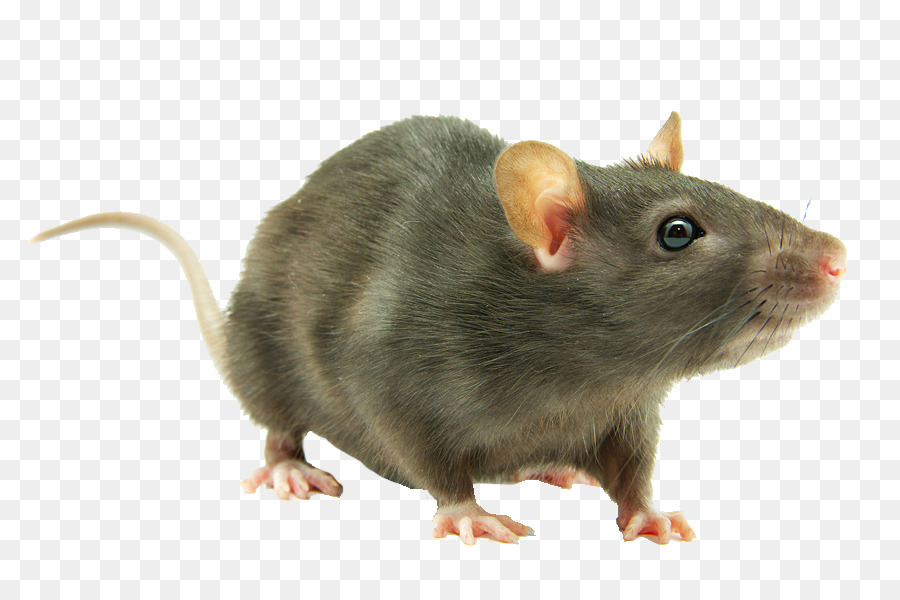 Detail Gambar Tikus Png Nomer 12