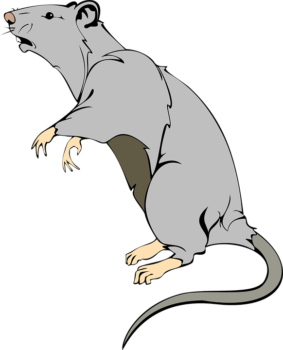 Detail Gambar Tikus Png Nomer 13