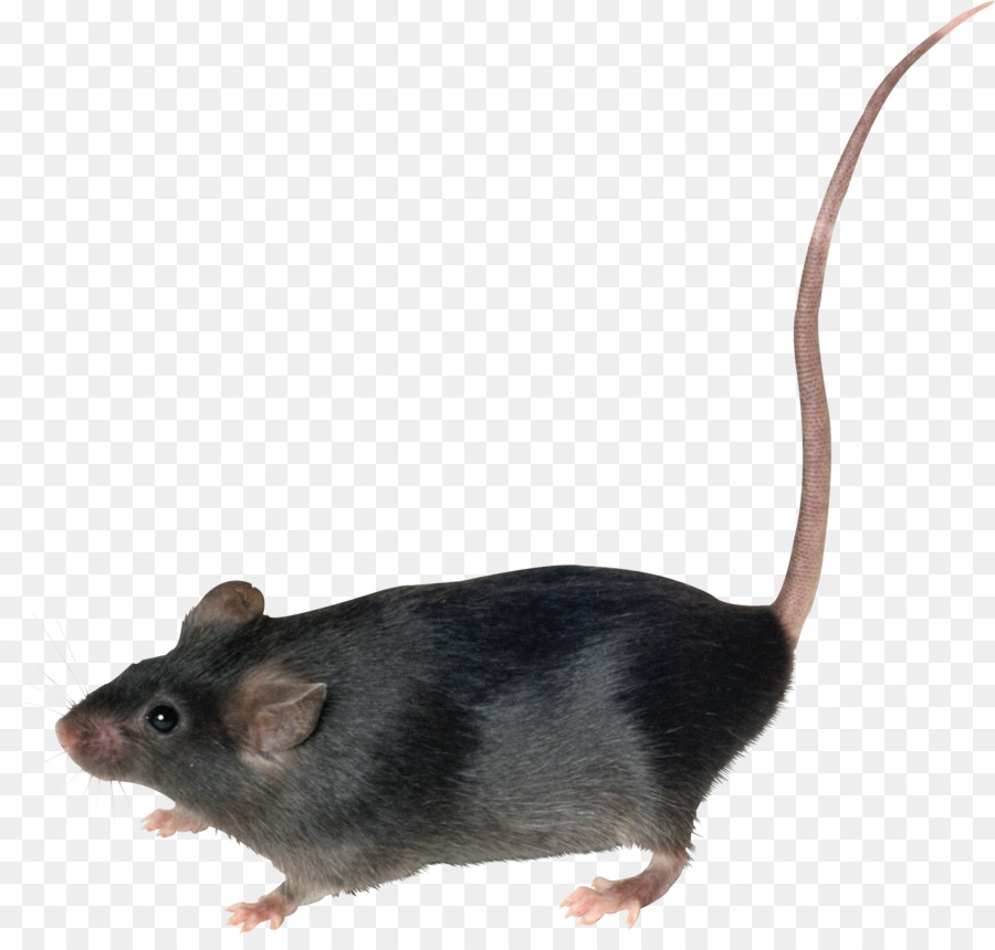 Detail Gambar Tikus Png Nomer 15