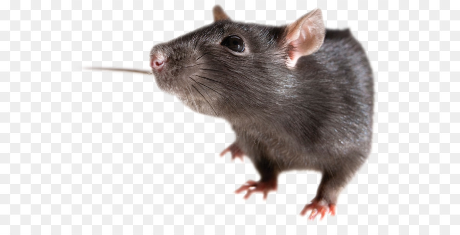 Detail Gambar Tikus Png Nomer 18