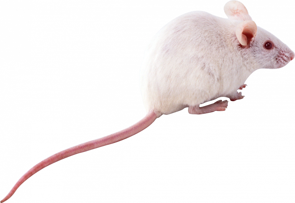 Detail Gambar Tikus Png Nomer 19