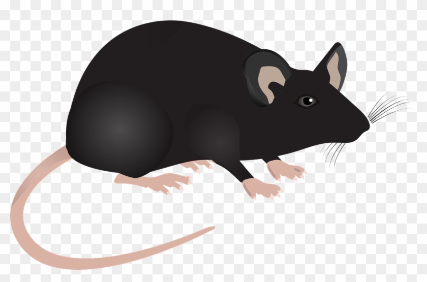 Detail Gambar Tikus Png Nomer 3