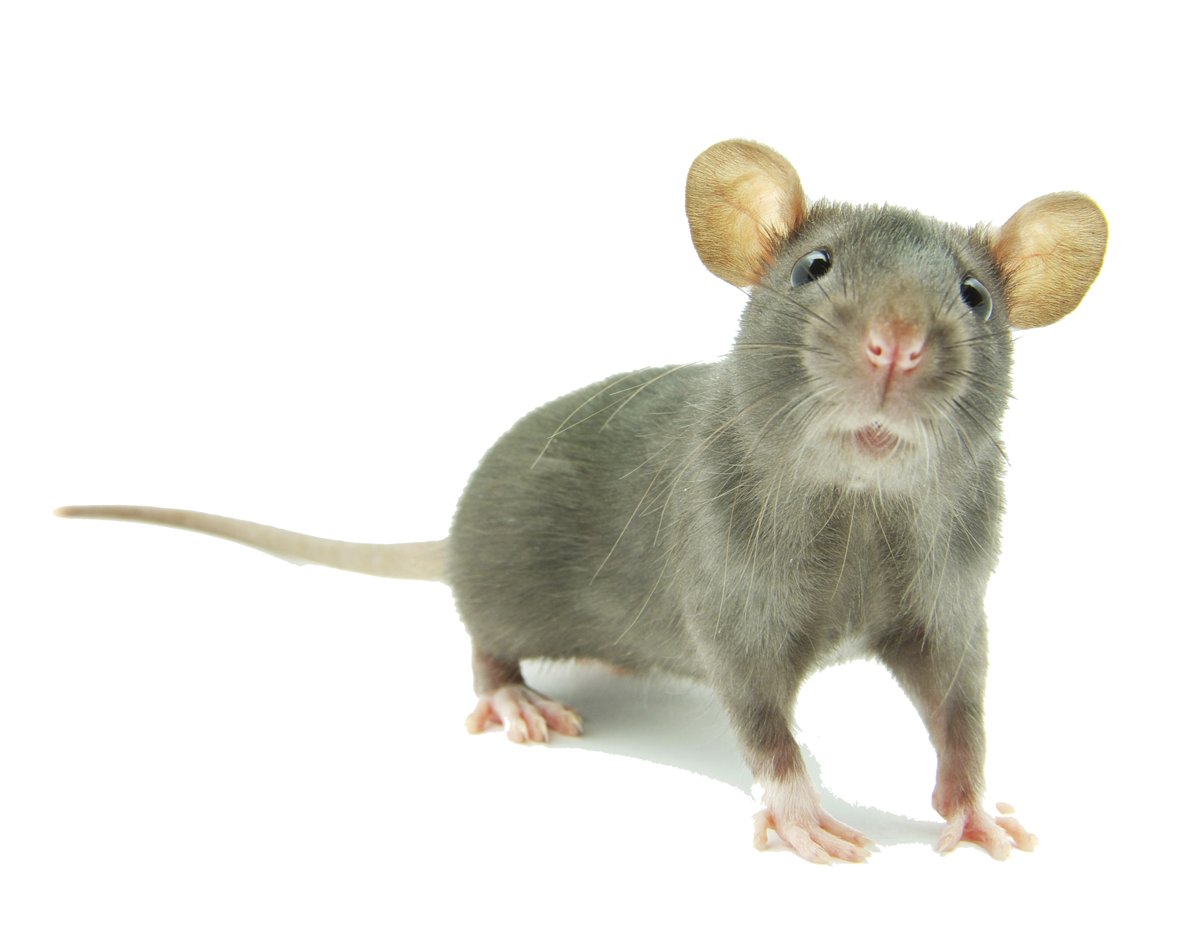 Detail Gambar Tikus Png Nomer 21