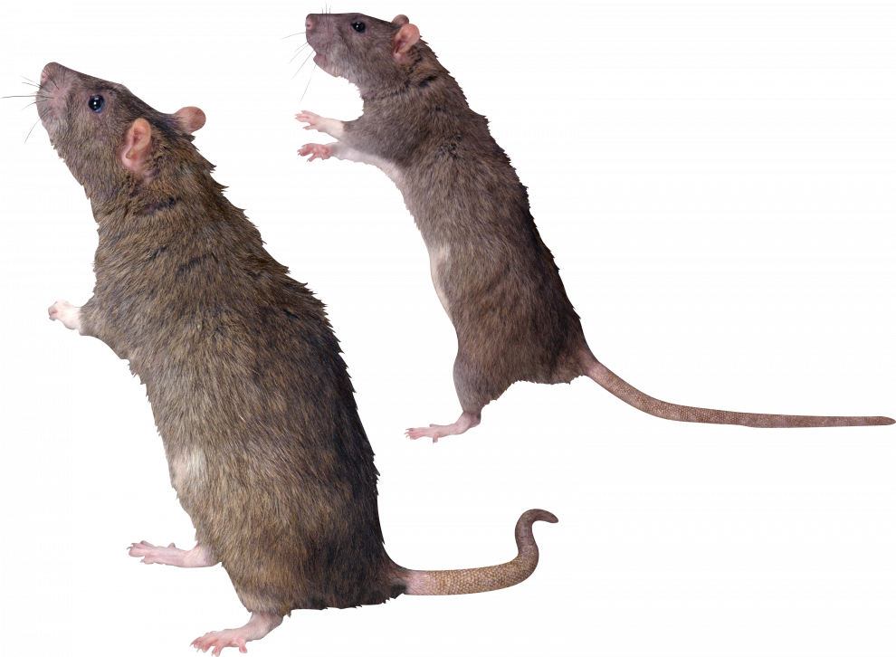 Detail Gambar Tikus Png Nomer 24