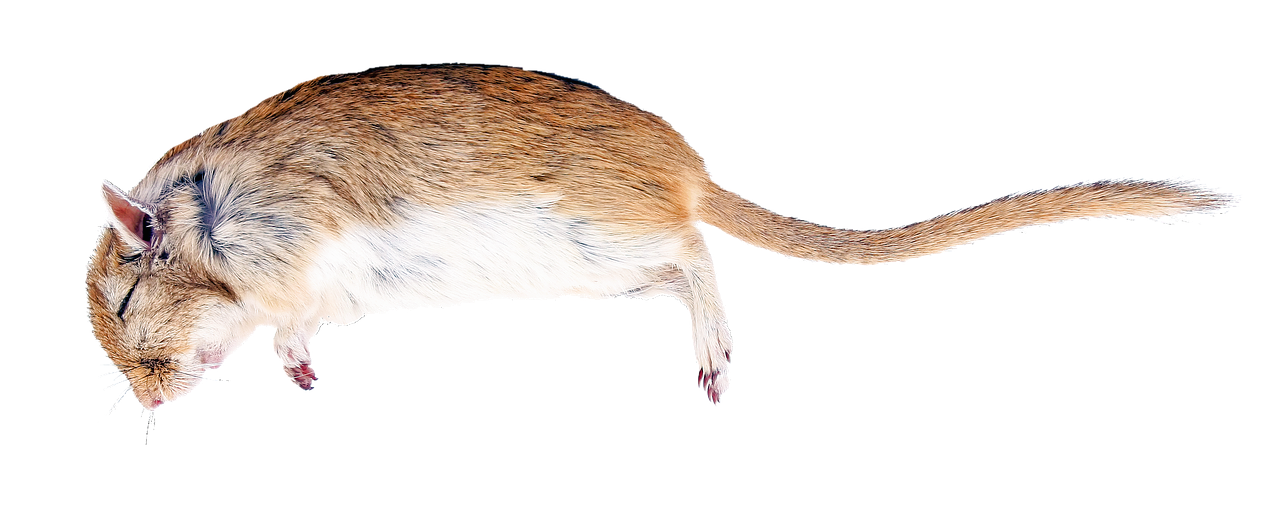 Detail Gambar Tikus Png Nomer 27