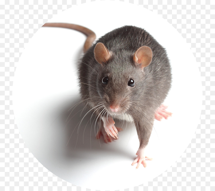 Detail Gambar Tikus Png Nomer 28