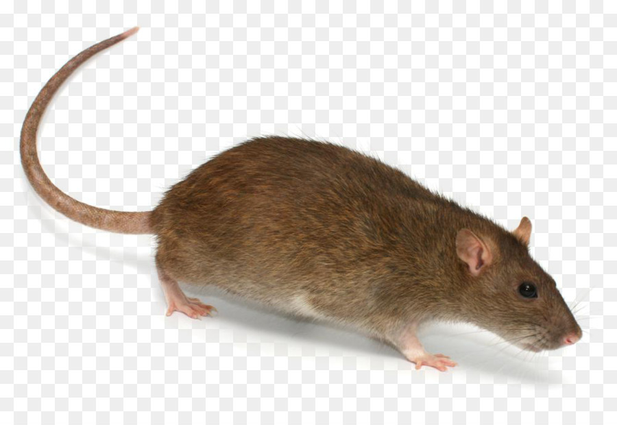 Detail Gambar Tikus Png Nomer 29