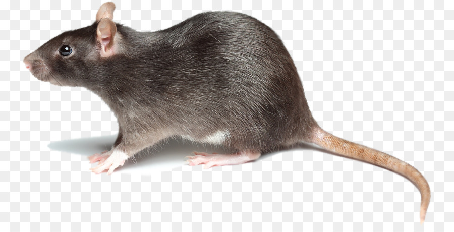 Detail Gambar Tikus Png Nomer 4