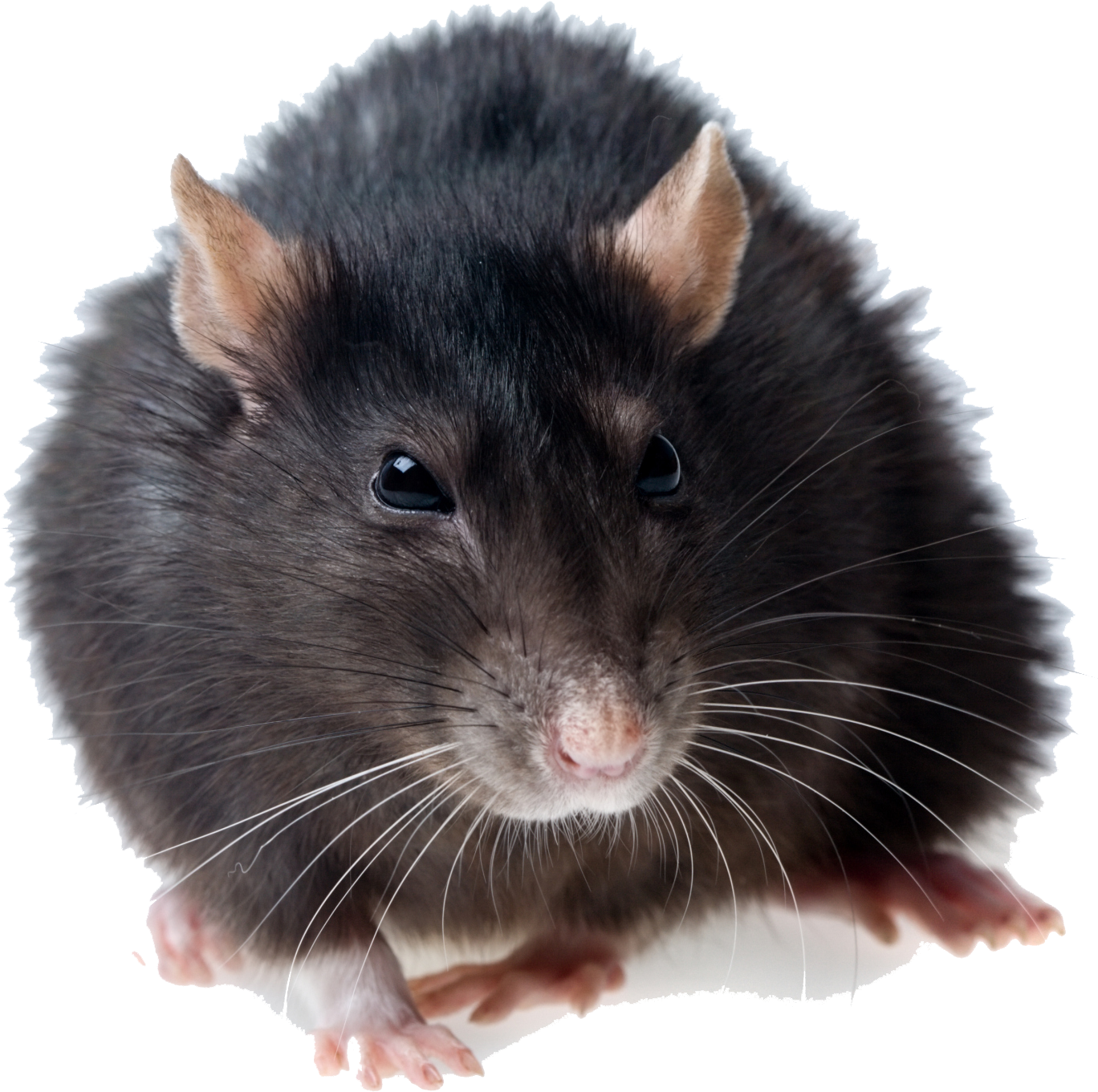Detail Gambar Tikus Png Nomer 33